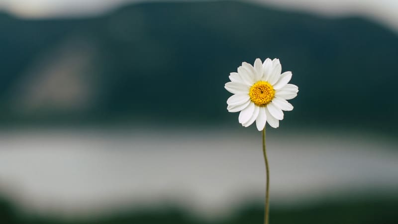 compassion